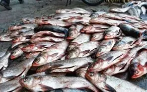 تولید دو واکسن ایرانی حوزه آبزیان