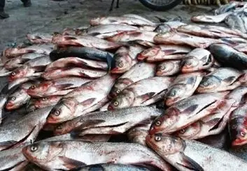 تولید دو واکسن ایرانی حوزه آبزیان