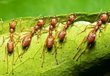 ساخت گوشی هوشمند با الهام از دندان مورچه!