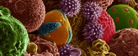 دانشمندان در حال ساخت باتری های بهتر از گرده زنبور عسل