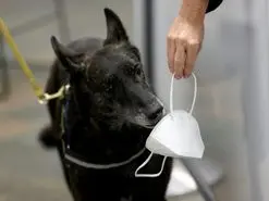 استفاده بی‌سابقه از سگ ردیاب کرونا در فرودگاه