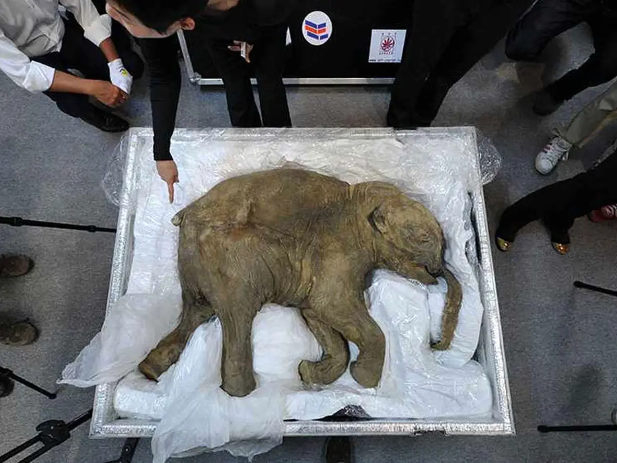 ماموت های منقرض دوباره متولد می‌شوند!