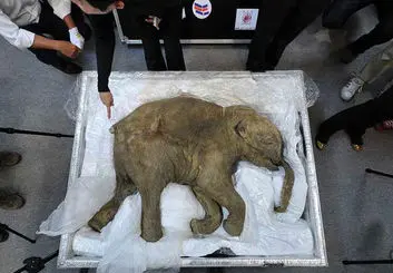 ماموت های منقرض دوباره متولد می‌شوند!