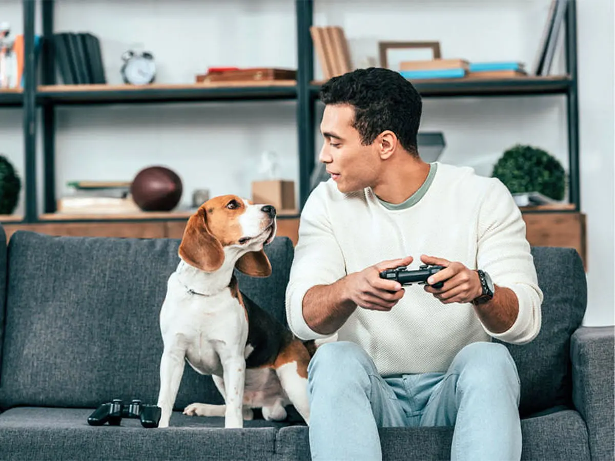 قوانین نگهداری سگ در آپارتمان و برج