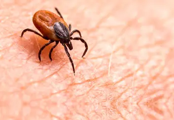 ویروس عفونی «یزو» در کمین مردم ژاپن