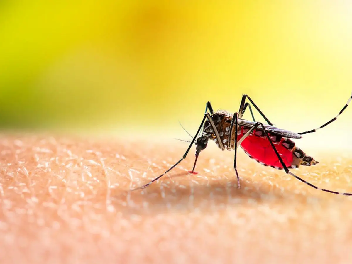 اولین واکسن مالاریا به تأیید سازمان جهانی بهداشت رسید