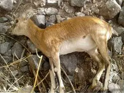 شیوع طاعون حیوانات در کرج برای انسان ها خطرناک است؟