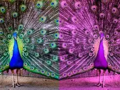 جهان در چشم حیوانات مختلف چگونه دیده می‌شود؟ + عکس