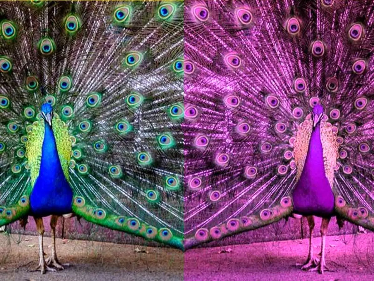 جهان در چشم حیوانات مختلف چگونه دیده می‌شود؟ + عکس