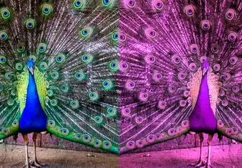 جهان در چشم حیوانات مختلف چگونه دیده می‌شود؟ + عکس