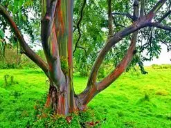 شگفت انگیزترین درختان جهان که از دیدن آن‌ها سیر نمی‌شوید!