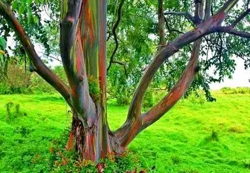 شگفت انگیزترین درختان جهان که از دیدن آن‌ها سیر نمی‌شوید!