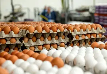 توزیع هوشمند مرغ و تخم مرغ در تهران آغاز شد