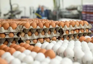 توزیع هوشمند مرغ و تخم مرغ در تهران آغاز شد