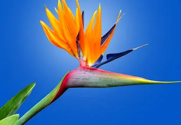 شگفت انگیزترین گل های دنیا را می‌شناسید؟ | گل‌هایی با چهره‌ها و ظواهر عجیب