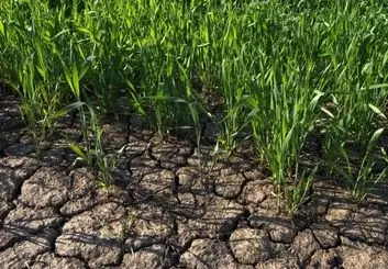 کاشت چمن را متوقف کنید | زیباسازی به چه قیمت؟