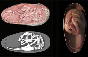 کشف یک جنین دایناسور از ۷۲ میلیون سال پیش