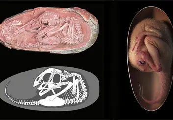 کشف یک جنین دایناسور از ۷۲ میلیون سال پیش