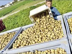 چرا محصولات کشاورزی ایران برگشت می‌خورد؟