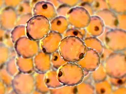 کشف آنزیمی که می‌تواند درمان چاقی باشد