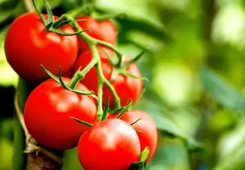 گیاهان با یکدیگر حرف می‌زنند