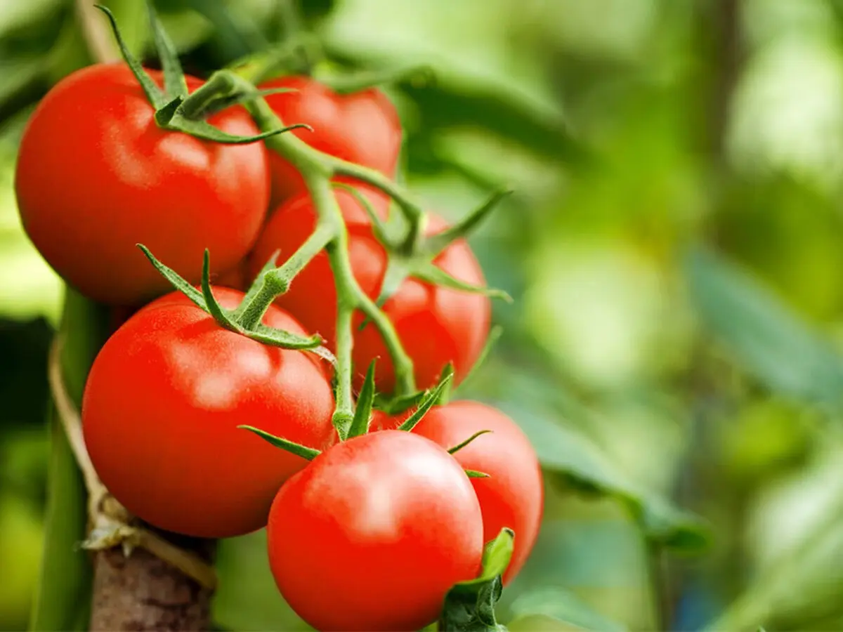 گیاهان با یکدیگر حرف می‌زنند