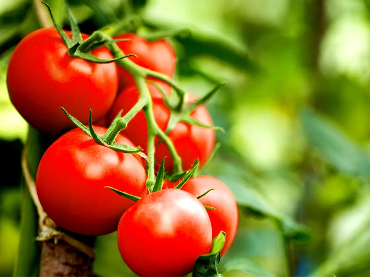 گیاهان با یکدیگر حرف می‌زنند