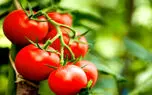گیاهان با یکدیگر حرف می‌زنند