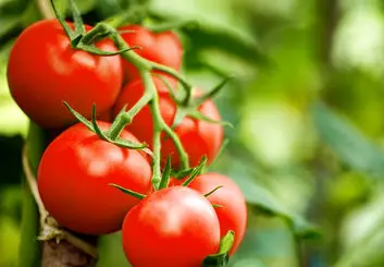 گیاهان با یکدیگر حرف می‌زنند