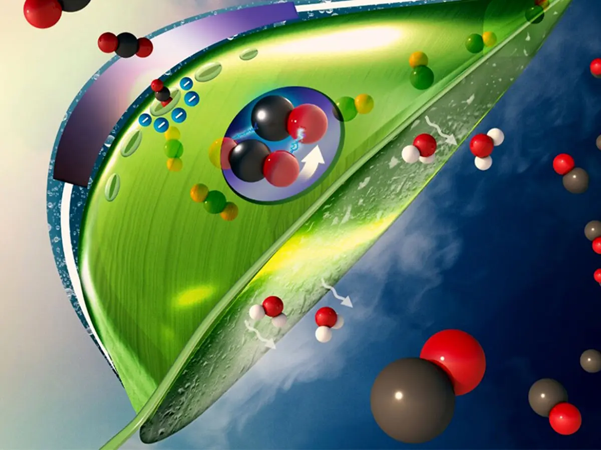 ساخت برگ مصنوعی جدید با قابلیت جذب کربن بیشتر