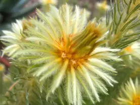 کشف گل صدمیلیون ساله سالم در یک سنگ کهربا