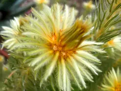 کشف گل صدمیلیون ساله سالم در یک سنگ کهربا