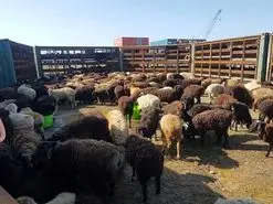 با توقف صادرات دام قیمت گوشت کاهش می‌یابد؟