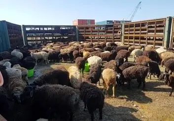 با توقف صادرات دام قیمت گوشت کاهش می‌یابد؟