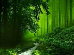 معرفی زیباترین جنگل های ایران از شمال تا جنوب