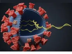 سویه دلتا هنوز چند درصد از مبتلایان کرونا را در اختیار دارد؟