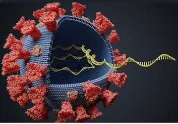 سویه دلتا هنوز چند درصد از مبتلایان کرونا را در اختیار دارد؟