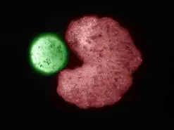 ربات زنده زنوبوت قادر به تولید مثل است