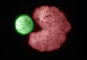 ربات زنده زنوبوت قادر به تولید مثل است