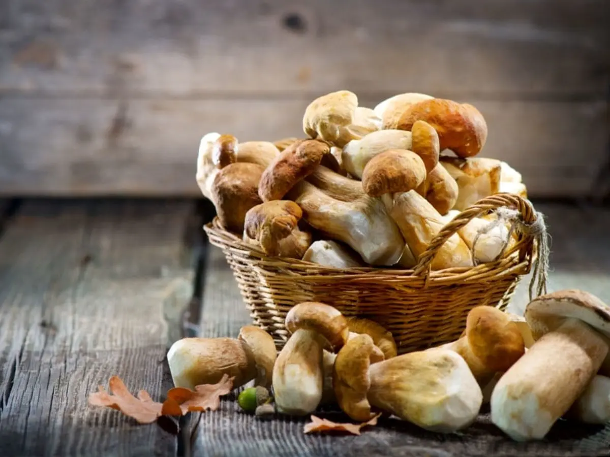 تولید پروتئین قارچی و نوع خمیری آن در ایران