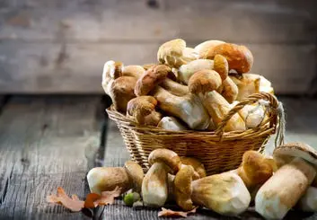 تولید پروتئین قارچی و نوع خمیری آن در ایران