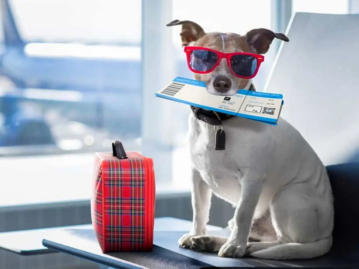 هزینه و شرایط حمل حیوانات خانگی در هواپیما چگونه است؟