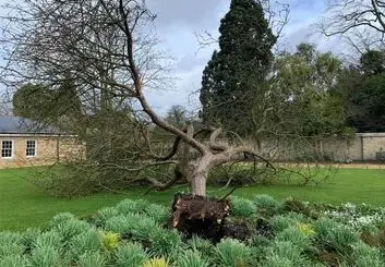 درخت سیب نیوتن در طوفان از پا درآمد