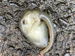 کشف موجود عجیب و غریب در سیدنی