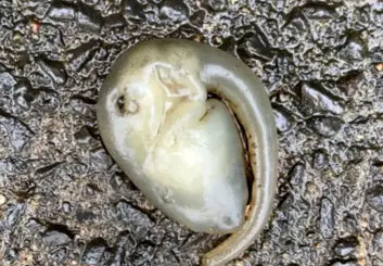 کشف موجود عجیب و غریب در سیدنی