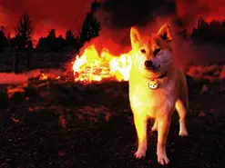 منتظر توکن سوزی گسترده شیبا اینو باشید