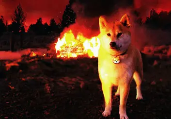 منتظر توکن سوزی گسترده شیبا اینو باشید