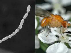 اندازه باورنکردنی بزرگ ترین باکتری دنیا + فیلم