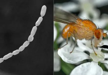 اندازه باورنکردنی بزرگ ترین باکتری دنیا + فیلم