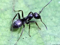 تشخیص سلول های سرطانی انسان با کمک مورچه ها